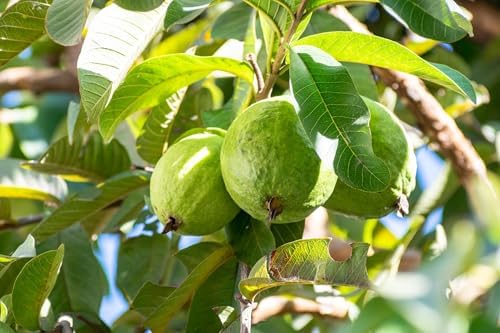 Guava Seeds for Planting 100+ Seeds (1 g) for Indoor & Outdoor Gardening, Heirloom Non-GMO Guava Seeds for Home Garden Pots Backyard Greenhouse - Image 2