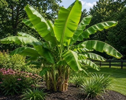 Musa Basjoo Banana Plant - Image 2