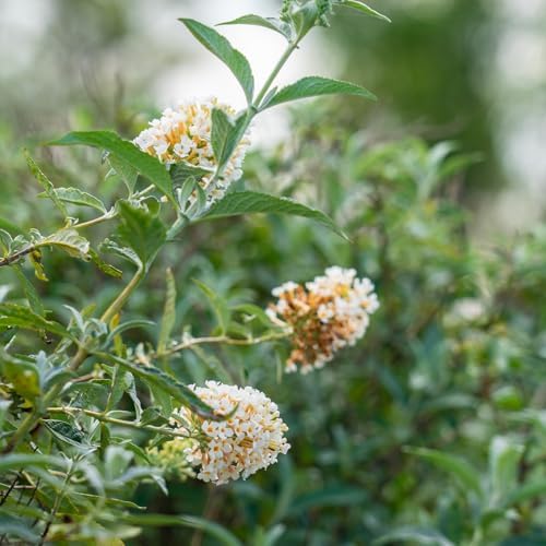 Perfect Plants White Profusion Butterfly Bush, 1 Gallon, Live Plant - Image 7