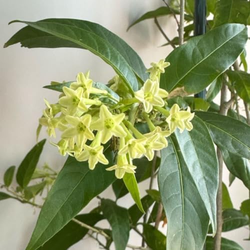 Night Bloom Jasmine Vine Live Plant, Patio Container Flower, 4-7 Inches - Image 5