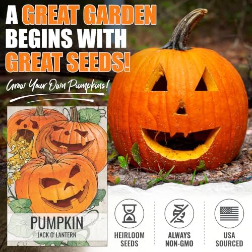 Seed Needs Jack O Lantern Pumpkin Seeds to Plant Vegetables - 20 Packs - Image 2