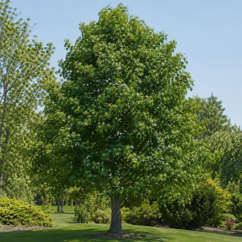 American Sweetgum Tree Live Plant | 1 Quart Container | Cold-Hardy North American Native | Well-Rooted Ornamental Garden Tree - Image 6