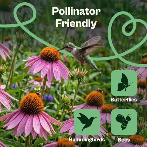 SVI 350 Purple Coneflower Seeds (Echinacea purpurea) – Purple Echinacea Herb Cone Flowers Seed Packets – Attracts Pollinators, Perennial Flower Seeds for Flower Garden & Outdoor Garden Bed - Image 4