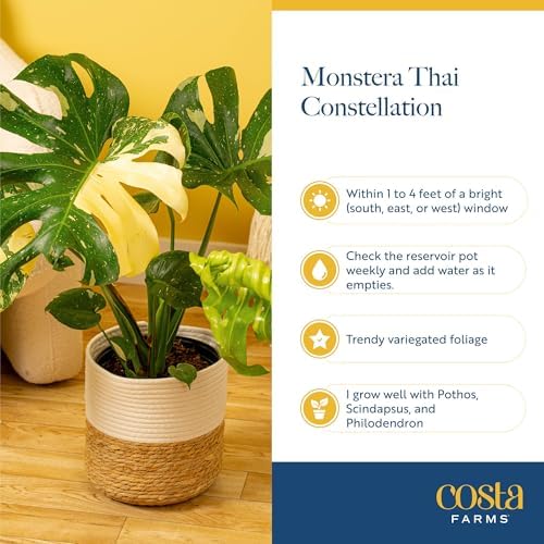 Costa Farms Thai Constellation Monstera, Live Indoor Plant, Tropical Plant - Image 6