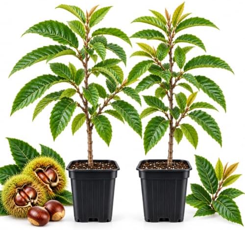 2 Chestnut Tree Live Plant, 4" Pot, 6-12" Tall, Cold-Hardy Potted Plant, Low Maintenance Nut-Bearing Shade Tree for Home Garden by GINGERGLOW