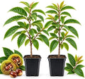 2 Chestnut Tree Live Plant, 4" Pot, 6-12" Tall, Cold-Hardy Potted Plant, Low Maintenance Nut-Bearing Shade Tree for Home Garden by GINGERGLOW