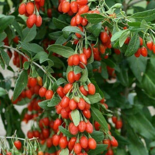 Live Goji Berry Plant, 4-8 Inches Tall, Goji Berry Plant Live - Image 4