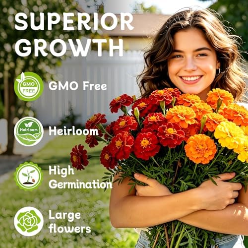 Marigold Seeds, 6,000+ Marigold Seeds for Planting Outdoor & Indoor, Flower Seeds Bulk for Gardening and Home, Non-GMO Heirloom, Easy to Grow - Image 3