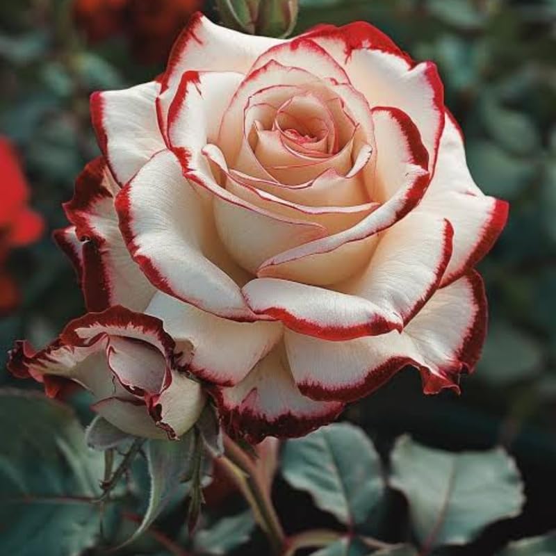 White Red Climbing Roses Live Plants, Fragrant Starter 5-9" Tall - Image 2