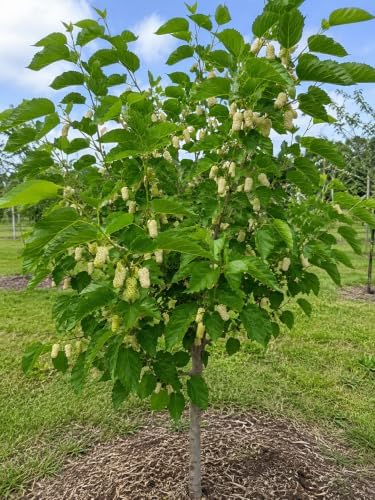 White Mulberry Tree 8-16" in 3.5in Pot Live Plant Morus alba - Image 4