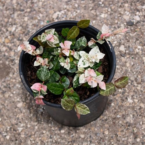 American Plant Exchange Snow & Summer Jasmine – 6-Inch with Pot – Live Fragrant Flowering Climbing Vine, Ideal for Trellises, Garden Beds, or Patio Decor - Image 2