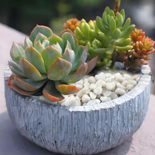 FANTIAN White Pebbles for Indoor Plants, 3/8 Inch Decorative White Stones. Polished River Rocks for Potted Plants Vase Cactus Bird Bath and Outdoor Garden Landscaping - Image 4