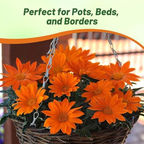Outsidepride New Day Orange Gazania Seeds for Planting – 50 Pcs Perennial, Low-Maintenance, Drought-Tolerant Ground Cover Seeds for Vibrant Summer & Fall Flowers, Great for Outdoor Gardens - Image 6