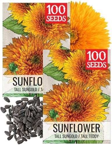 Seed Needs Tall Teddy Sunflower Seeds to Plant Cut Flowers - 2 Packs by SeedNeeds