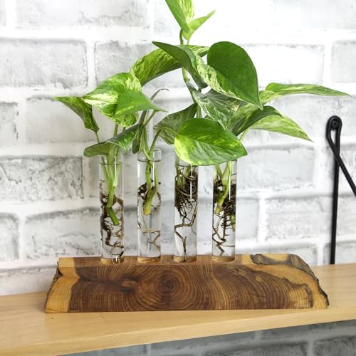 Pothos & Philodendron 6PK, Easy Plant Care, 2 in. Pots, Small House Plants - Image 7