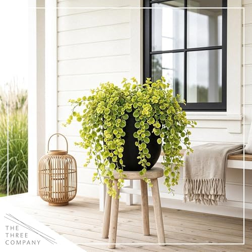 Creeping Jenny (Lysimachia nummularia) (2 Pack) - Live Trailing Ground Cover Perennial, 6" Tall by 4" Wide in 1 Pt Pot - Image 6