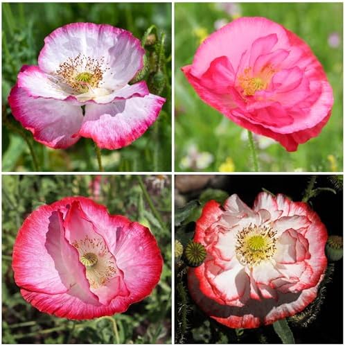 Seed Needs Poppy Seeds to Plant Shirley Double Mix 100,000 Seeds Bulk Pack - Image 2