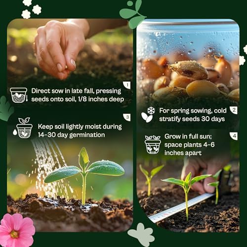 SVI 5500 Purpletop Vervain Seeds (Verbena Bonariensis) - Tall Verbena, Purple Blooms, Pollinator Magnet, Perrenial Seed in Seed Packets - Flower Seeds for Home Garden, Borders, Outdoor Flower Beds - Image 5