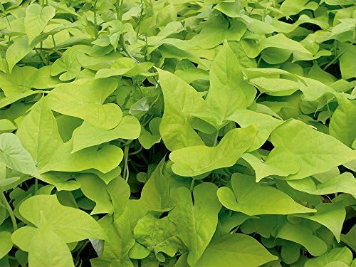 American Plant Exchange Lime Sweet Potato Vine – 6-Inch Pot – Live Trailing Foliage Plant, Fast-Growing Ornamental Vine for Hanging Baskets, Patio Containers & Garden Borders - Image 4
