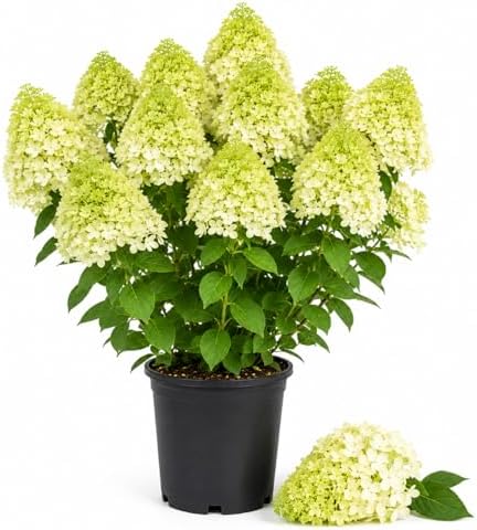 Green Hydrangea Live Plant, Perennial Flowering Bush, 4-7'' Tall, 2.5'' Pot by GardenNurserySince1996