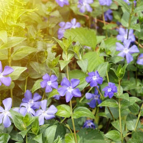 Vinca Plants - Vinca Minor, 4 Inch Size, Low Maintenance Evergreen Vine for Erosion Control and Shady Borders - Image 2