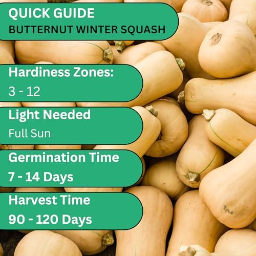 Waltham Butternut Squash Seeds for Planting, 100+ Heirloom Non-GMO Seeds - Image 4