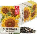 Seed Needs Incredible Dwarf Sunflower Seeds to Plant Cut Flowers - 10 Packs by SeedNeeds
