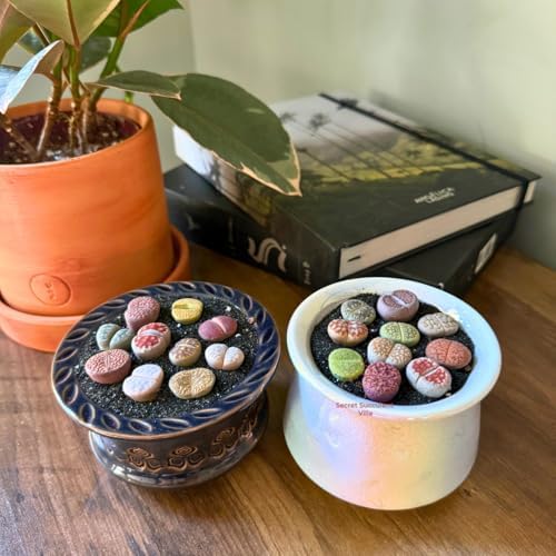 Live Lithops Succulent Plants, 10 Pcs, Rainbow Colorful Variety, Random Pick, Bare Root Without Pot & Soil, Indoor Office Desk Decoration, Plant Lovers Gifts - Image 5