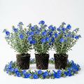 3 Blue Daze Evolvulus Plants Live, Blue Flowering Ground Cover, 4-6" Height by Unknown