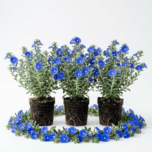 3 Blue Daze Evolvulus Plants Live, Blue Flowering Ground Cover, 4-6" Height by Unknown