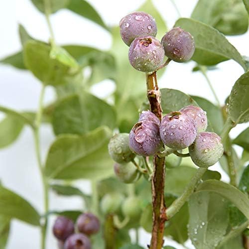 Perfect Plants Premier Blueberry Bush, 1 Gallon, Live Fruit Plant - Image 3