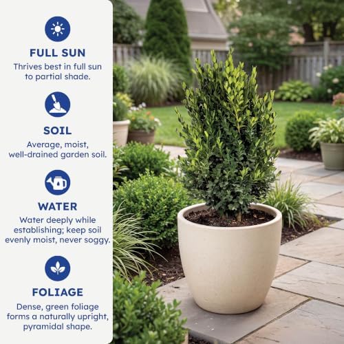 Green Mountain Boxwood, Live Evergreen Shrub, 3 Gallon - Image 6