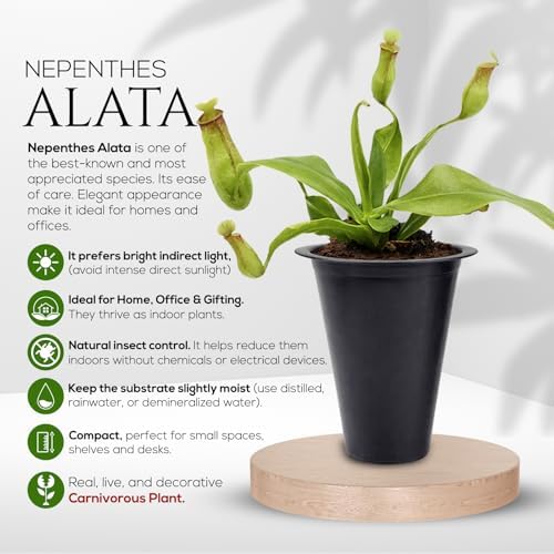 Pitcher Plant Nepenthes Alata (4 Pack) Rare Nephentes Live Plants-Carnivorous Insect Eating Plant, Indoor Tropical Houseplant, Easy Care Pitcher Plant Live, Starter Size Carnivorous Plant for Indoor - Image 4