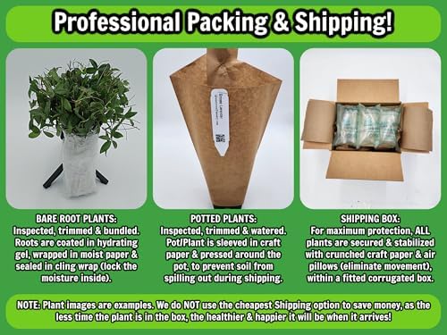 Greenwood Nursery: Live Trees - 'Jane' Magnolia + Magnolia l. 'Nigra' x M. stell. 'Rosea' - [Qty: 20x 2.5 Pots] - (Click for Other Available Plants/Quantities) - Image 4
