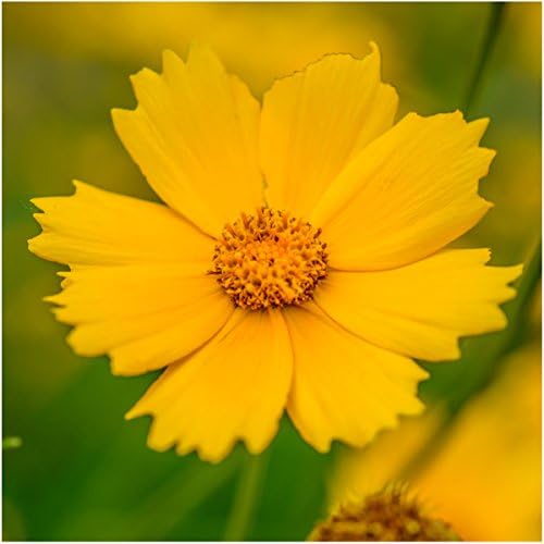 Seed Needs Wildflower Seed Deer Resistant 30,000 2 Ounce Heirloom Bulk Pack - Image 3
