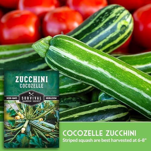 Cocozelle Zucchini Seeds for Planting - 1 Pack - Image 4