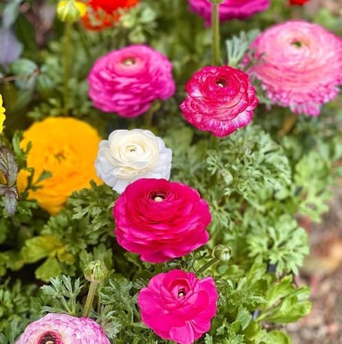 10PCS Mixed Color Ranunculus Bulb Double Buttercup Rose Wedding Flower Bulb - Image 5