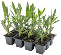 12 Nerium Red Oleander in 2.5” Nursery Cubes (Nerium Oleander ‘Jannoch’) | Red-Flowering Evergreen Shrub or Small Tree for Hedges, Privacy Screens, and Containers | Ready-to-Plant Live Starter Plants by CitronellaKing