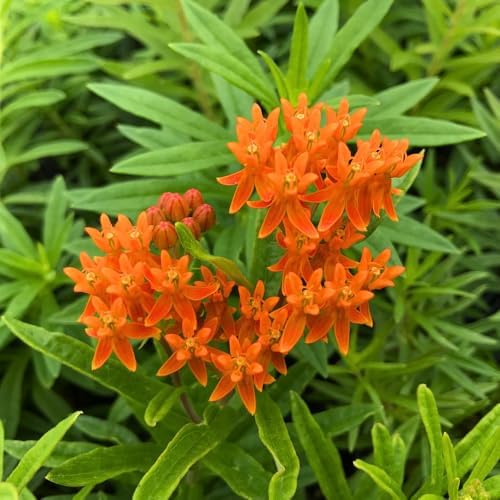 2 Orange Milkweed Live Plants 4-7 Inches, Asclepias Butterfly Milkweeds - Image 3