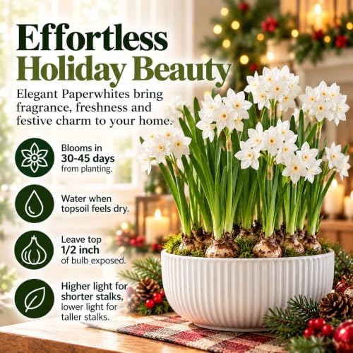 Easy to Grow Narcissus Paperwhite Ziva 10 Flower Bulbs - Large Flower Bulbs for Indoor Home Forcing, Strong Spice Fragrance, Holiday Blooms - Image 4