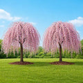 2 Weeping Cherry Tree Plant, 6-12 Inch Tall, Easy Care, Hardy Ornamental Flowering Cherry Tree, Ideal for Yard, Garden & Landscape by GINGERGLOW