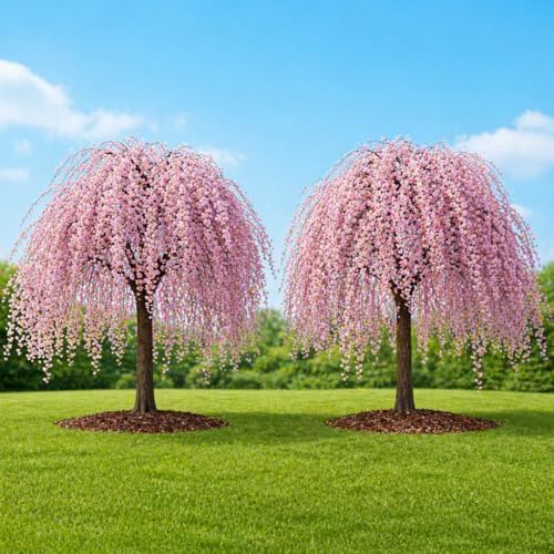 2 Weeping Cherry Tree Plant, 6-12 Inch Tall, Easy Care, Hardy Ornamental Flowering Cherry Tree, Ideal for Yard, Garden & Landscape by GINGERGLOW