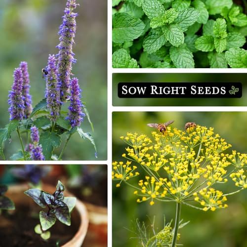 Sow Right Seeds - 15 Herb Seed Collection for Planting Indoor Herbs Garden - Image 4
