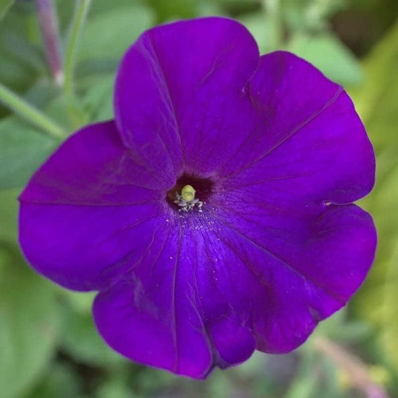 Eden Brothers Petunia Seeds - Alderman Blue - Image 3