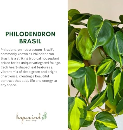 Live Indoor Plant Philodendron Hearleaf Brasil, Easy Care and Easy Grow, Air Purifying Plant, Housplant in 4 inch Pot - Hopewind Plants Shop - Image 3