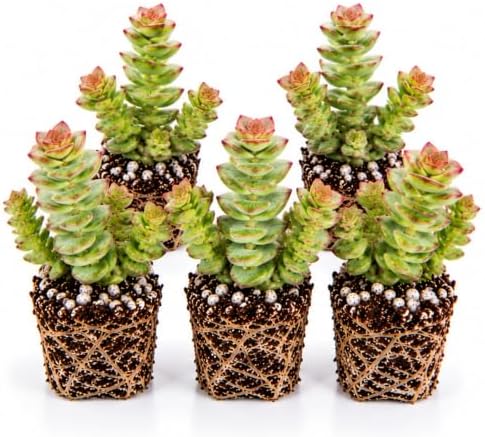 String of Buttons Crassula Live Plant Plugs – Crassula Perforata Succulent Starter Plants – Stacked Green & Pink Succulent for Pots & Containers, 5 Plants by CZGrain