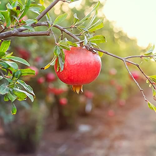 PERFECT PLANTS Wonderful Pomegranate Tree Large Delicious Fruit |, 1 Gal, Heavy Producer, 1 count - Image 4