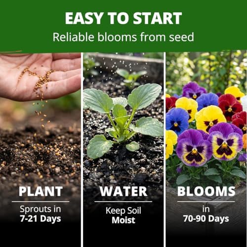 HOME GROWN Swiss Giant Pansy Seeds, 3000 Seeds, Viola - Image 4