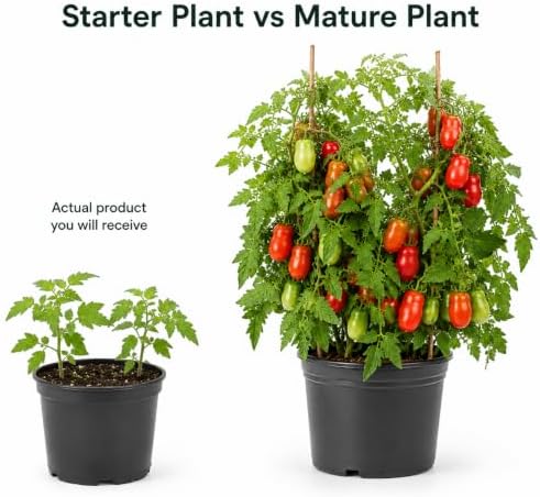 San Marzano Tomato Starter Plant, 4-6 Inches Tall in 4 Inch Pot, Live Vegetable Seedling for Patio, Container and Garden Planting - Image 3