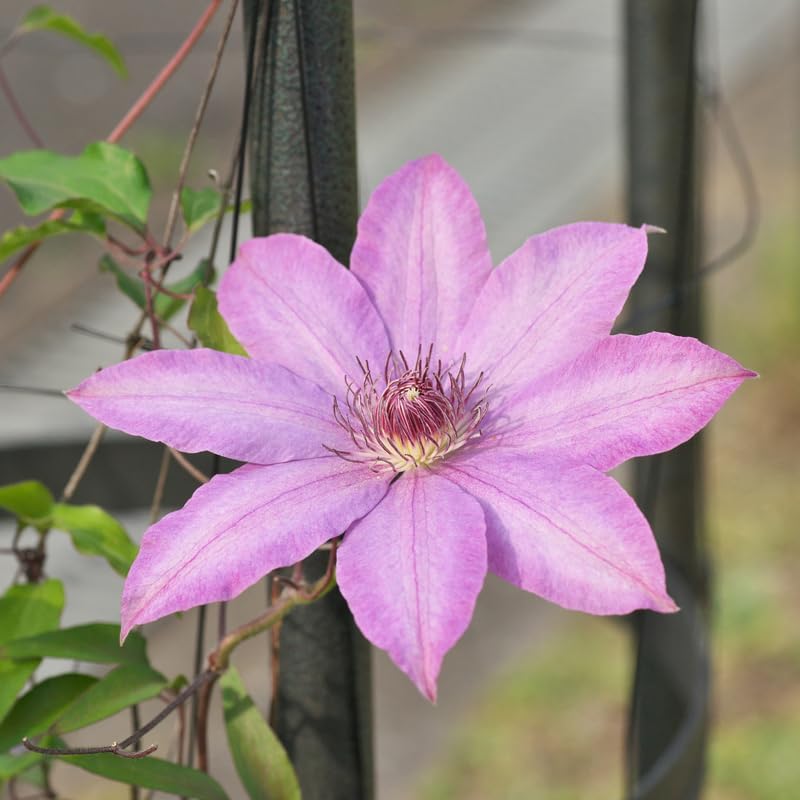 Pink Clematis Vine Plant, Clematis Vine Plants Live in 2.5 Inch Pot by HILROQG